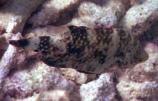 Cheilinus chlorourus 00189.JPG